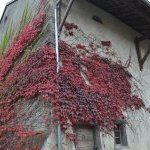 Les Vieilles Pierres de Saint Cergues 52