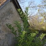 Les Vieilles Pierres de Saint Cergues 6